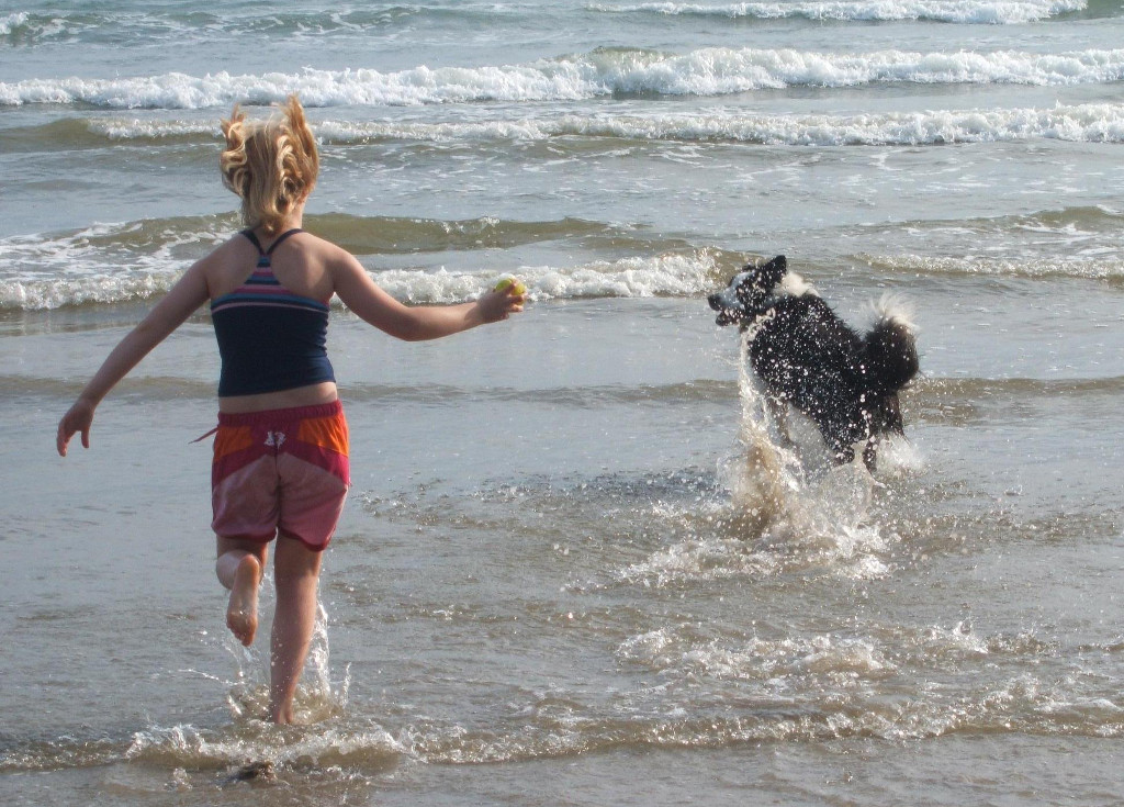 Dog, Pet Friendly Holiday Cottages, Criccieth, Snowdonia